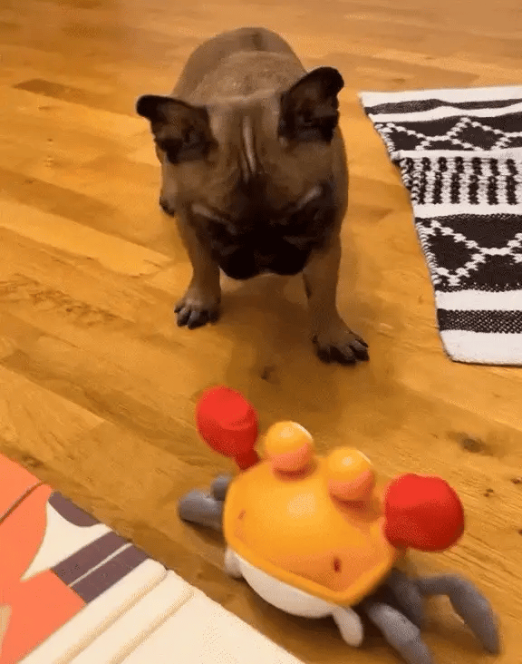 Crab Dog Toy